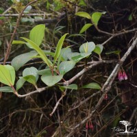 Medinilla fuchsioides Gardner